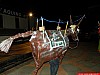 Ciuccio_019