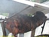 foto10