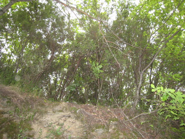 canneddha045