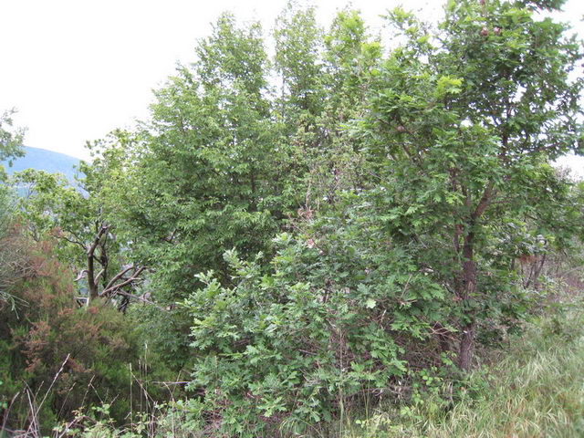 canneddha047