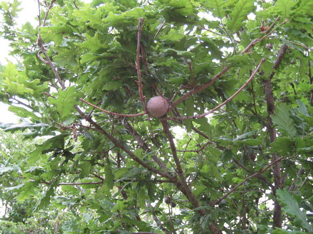 canneddha048