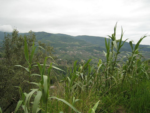 canneddha054