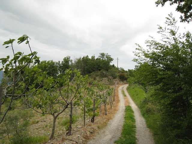 canneddha059