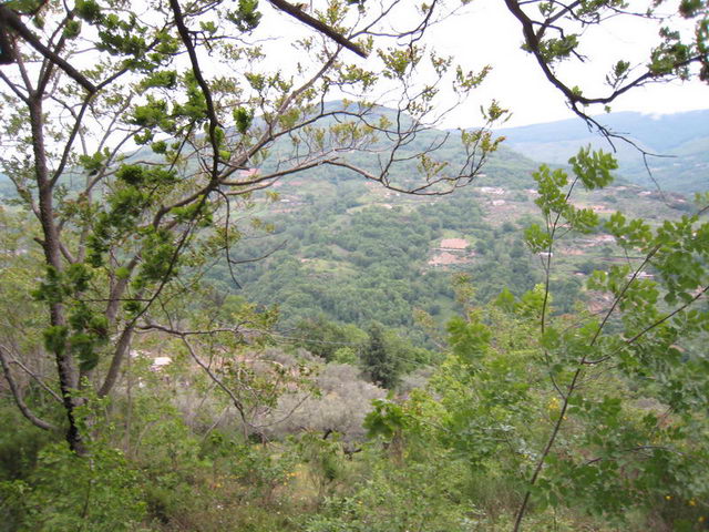 canneddha065