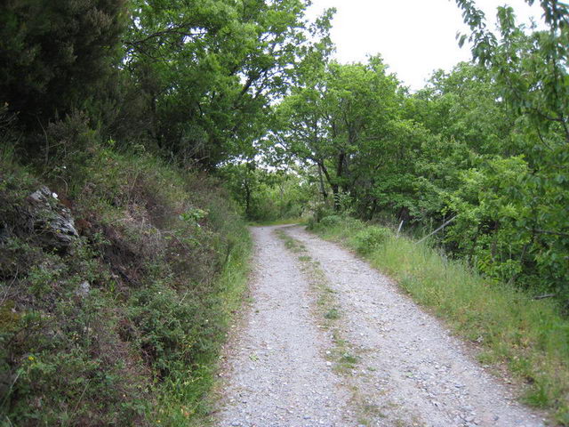 canneddha070