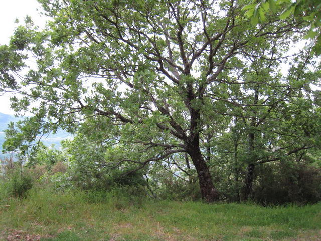 canneddha072