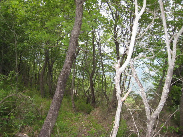 canneddha074