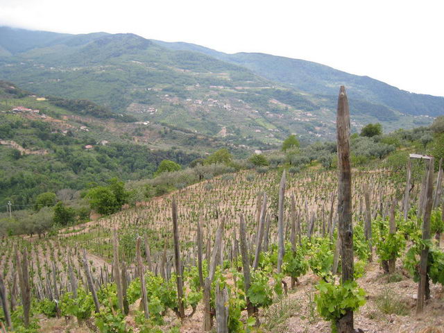 canneddha076