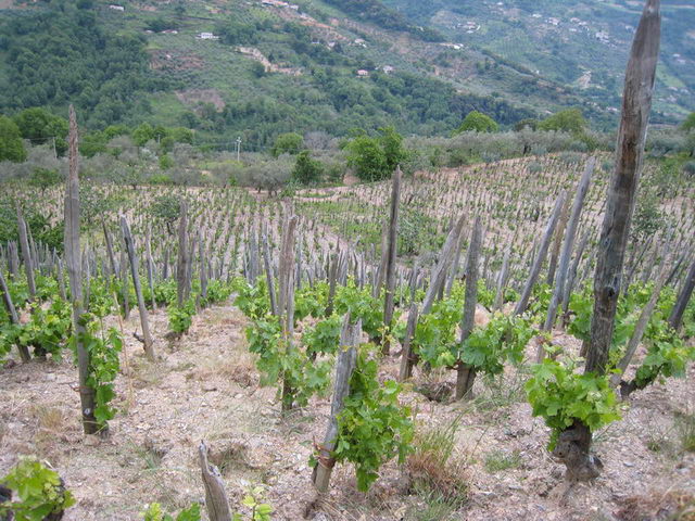 canneddha077