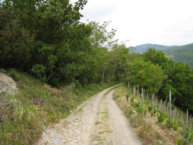 canneddha078