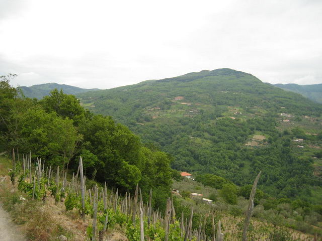canneddha079