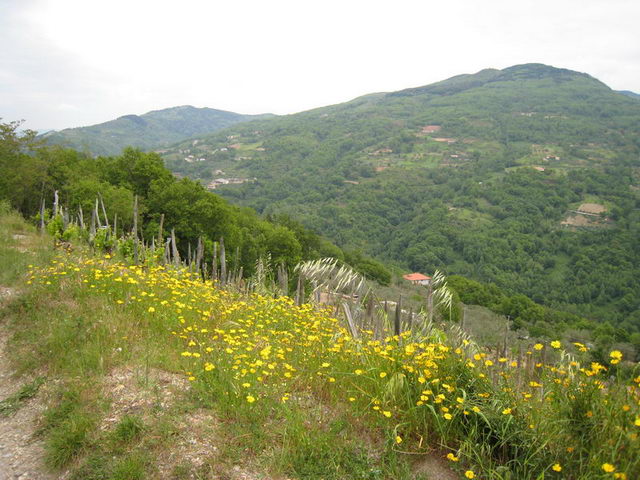 canneddha082