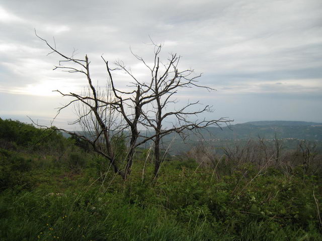 canneddha086