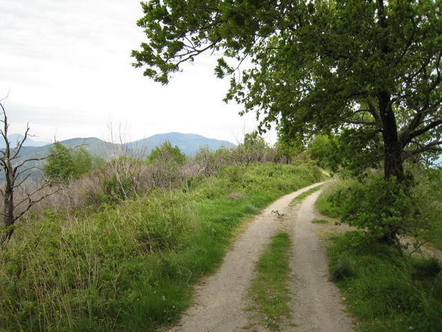 canneddha090