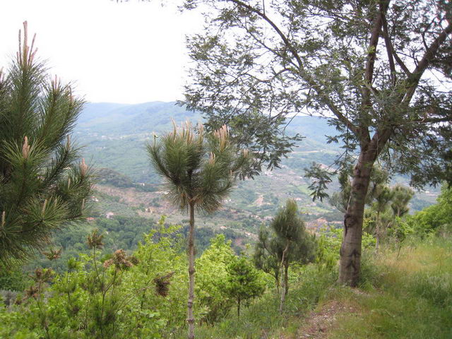 canneddha094