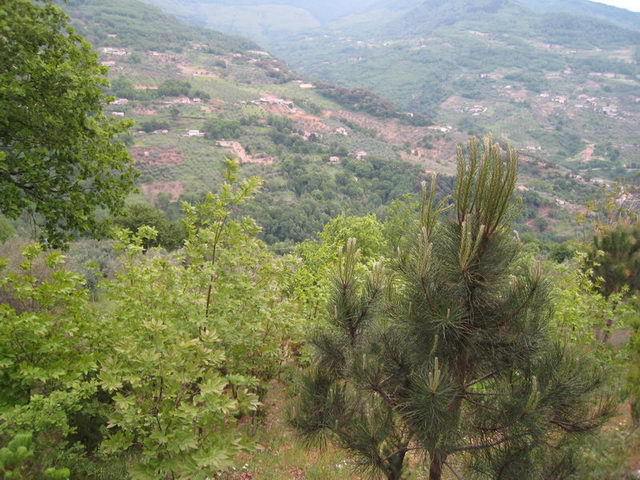 canneddha096