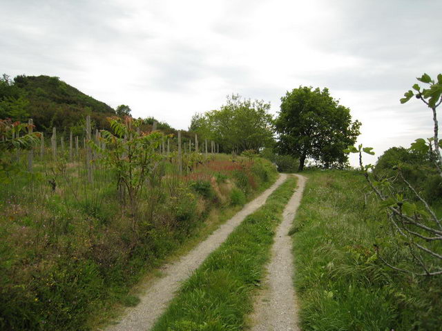 canneddha111