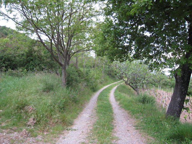 canneddha112
