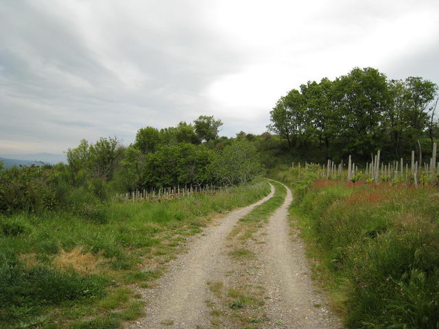 canneddha115