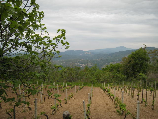 canneddha116