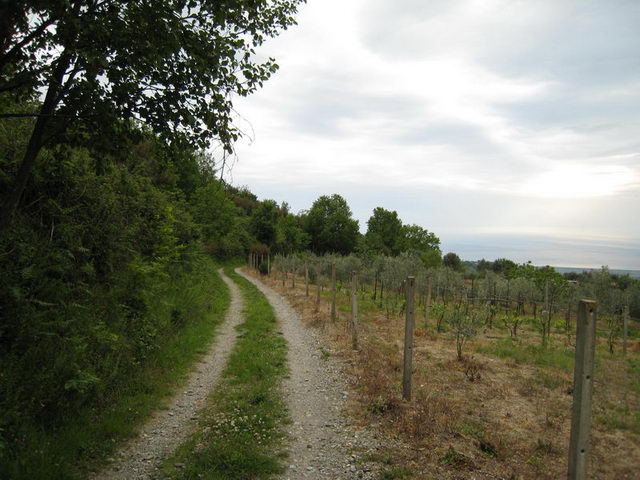 canneddha119