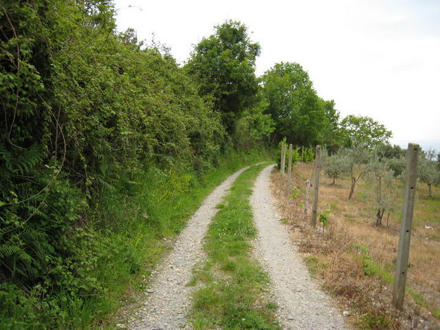 canneddha121