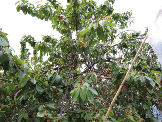 canneddha131
