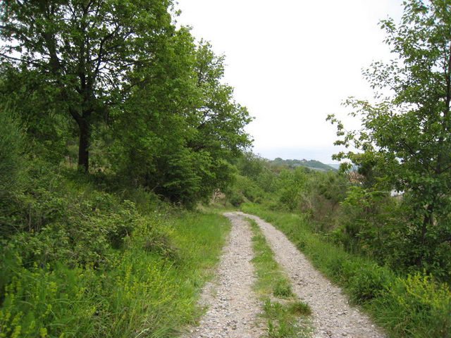 canneddha135