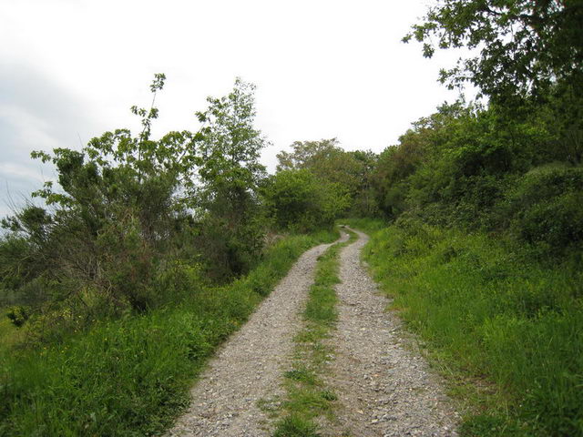 canneddha137