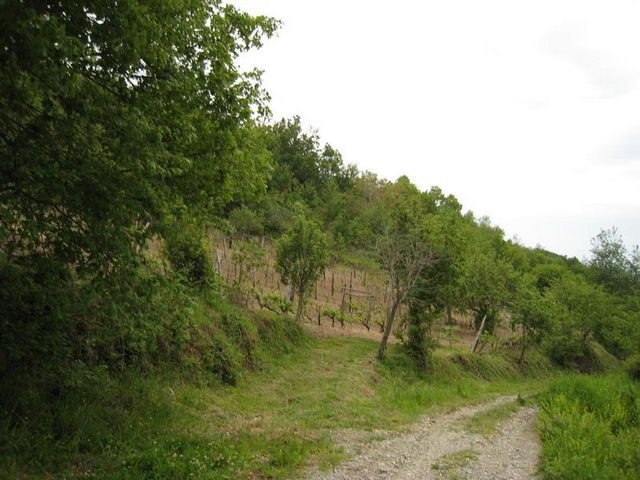 canneddha138