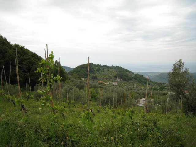 canneddha162