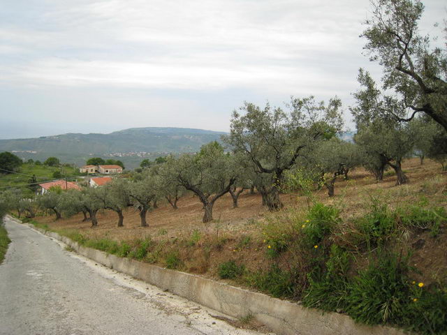 canneddha163