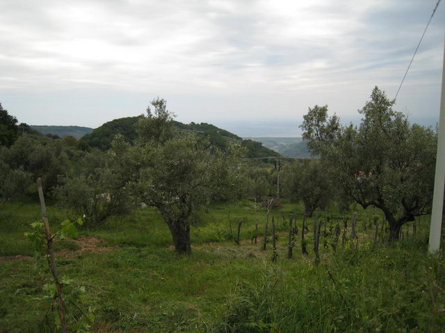 canneddha164