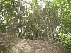canneddha045