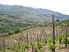 canneddha076