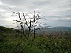 canneddha086