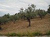 canneddha165