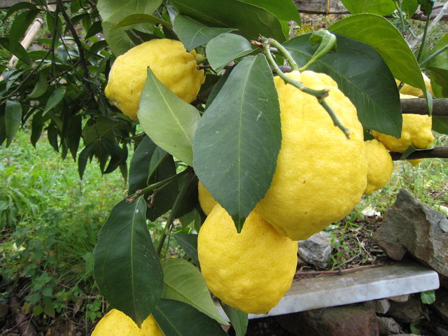 foto001