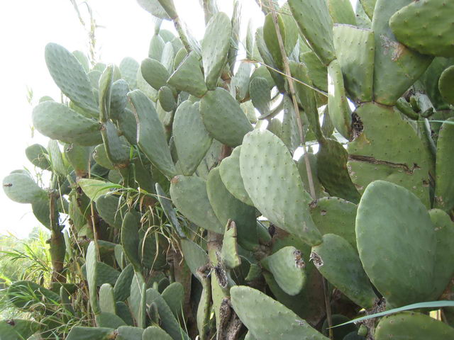 foto008