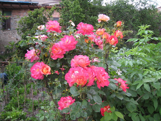 foto017