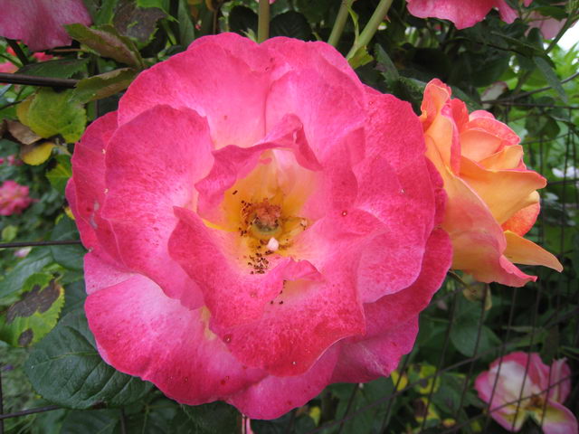 foto019