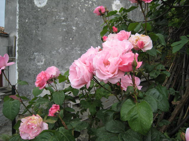foto036