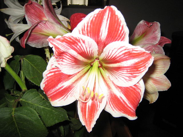 foto041